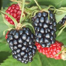 712 free images of blackberry+fruit. Apache Thornless Blackberry Gurney S Seed Nursery Co