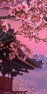 sakura tree cherry blossom tree hd