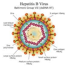 Hepatitis B Drug Targets