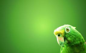 green parrot wallpaper hd wallpaper