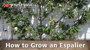 how to grow an espalier you