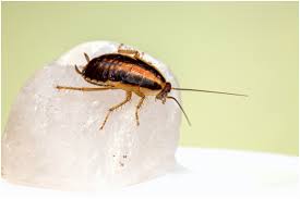 roaches in your apartment or house