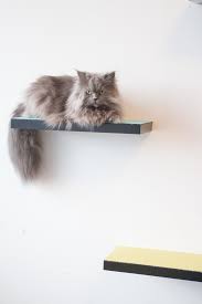 How To Build Cat Shelves That Your Cat