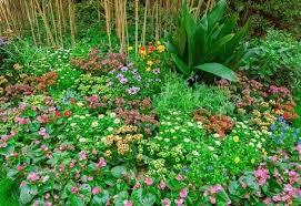 18 Evergreen Ground Cover Plants For A