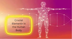 crucial elements in the human body