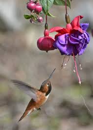 Attracting Hummingbirds To Your Garden