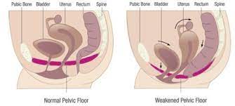 the knack pelvic floor muscles