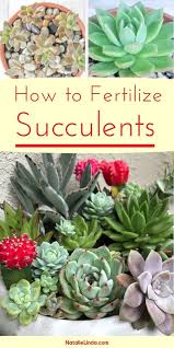 How To Fertilize Succulents Natalie