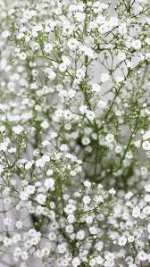 baby s breath wallpapers