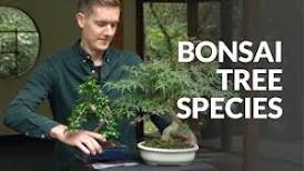 Outdoor Bonsai tree care guidelines - Bonsai Empire