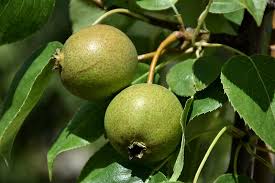 Golden Spice Pear Pyrus Ussuriensis Golden Spice In