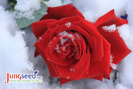 winter care for roses jung seed s