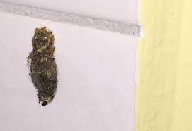 get rid of case bearing moth larvae