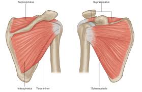 6 shoulder pain with cuff tears rotator cuff pain constant ache varies with activity night pain wake up with position change may be severe constant or intermittent. Rotator Cuff Inury Yoga Stacy Dockins