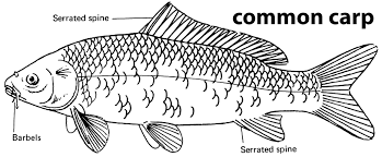 Iowa Fish Species