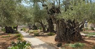 in garden of gethsemane ami travel