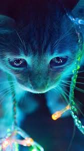 Cute Cat Blue Lights 4k Wallpaper