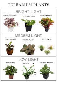 Many plants thrive in containers. Bringing The Outdoors In My Favorite Plants Planters Plants Indoor Plants Easy House Plants