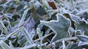 your plants alive during frost