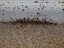 can bed bugs live in carpet treatment