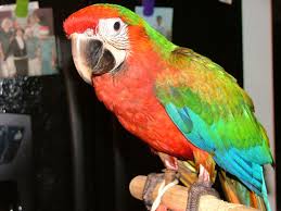 < image 1 of 1 >. Shamrock Macaw Facts Care As Pets Feeding Price Pictures