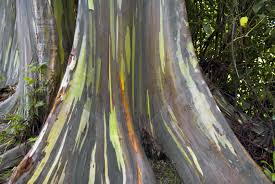 rainbow eucalyptus tree rainbow