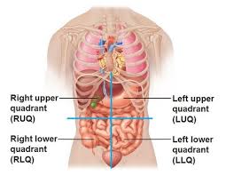 Now that you know the four abdominal quadrants, it is time to learn the organs located in the area. Anatomy Quadrants Regions And Description Flashcards Quizlet