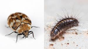 exterminate carpet beetle guide dublin