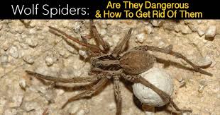 Are Wolf Spiders Poisonous How To