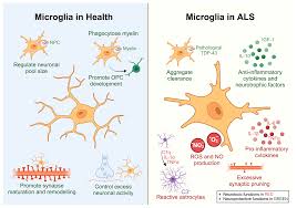 microglia and astrocytes in amyotrophic