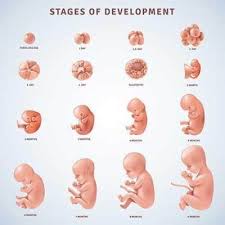 Hamil trimester 1 memang janin masih rentan termasuk. Gambar Bayi 3 Bulan Dalam Kandungan