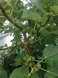 black madeira fig cuttings