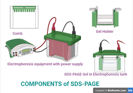 sds page principle components steps