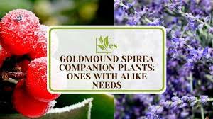 7 goldmound spirea companion plants