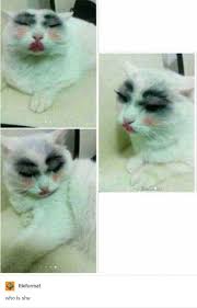 cat wearing makeup who is she know