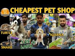 The stay on top of everything and are always very helpful with any questions you may have. Pet Shops By Me Off 77 Www Usushimd Com