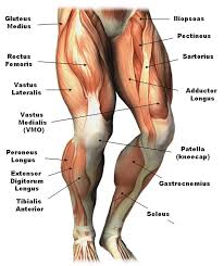 Leg Muscle Diagram Labeled Leg Anatomy Leg Muscles