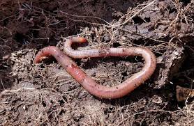 attract earthworms to your garden