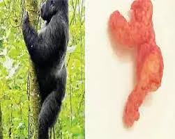 Image result for Cheeto side-by-side with a gorilla climbing a tree