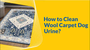 how to clean wool carpet dog urine