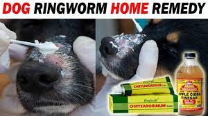 dog ringworm treatment and home remedy