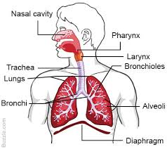 Structure Of The Human Respiratory System Explicated With