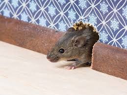 how to safely and humanely catch mice