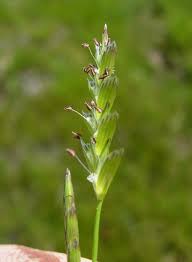 Glyceria declinata Calflora