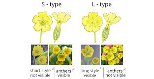 Start studying flowers parts/functions/male and female. Looking For Cowslips On Twitter How To Distinguish The Two Flower Types In Cowslip 1 S Type The Female Flower Part Style Is Short And Not Visible You Only See The Male