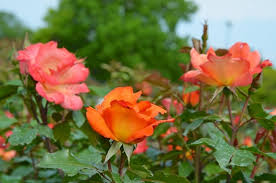 Rose Garden Ideas How To Plant