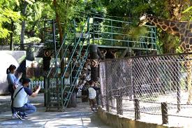 Kebun binatang gembira loka terletak di kota gede, yogyakarta. Senangnya Melihat Kebun Binatang Surabaya Bisa Kembali Dibuka