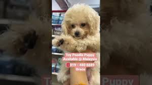 019 480 6689 grace toy poodle puppy