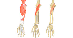 A free website study guide review that uses interactive animations to help you learn online about anatomy and physiology, human. Pronator Teres Attachments Action Innervation