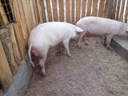 livestock kenya pig housing plans for